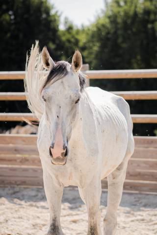 Cheval 5 ans 