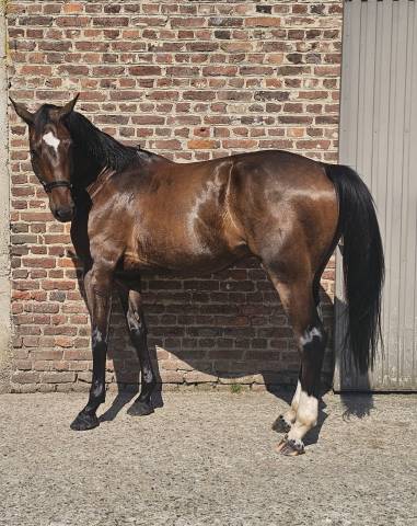 Fils de Emerald- beau hongre de 4 ans.offre bien venue.