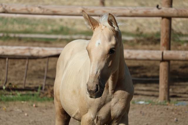 M&acirc;le Zangersheide palomino