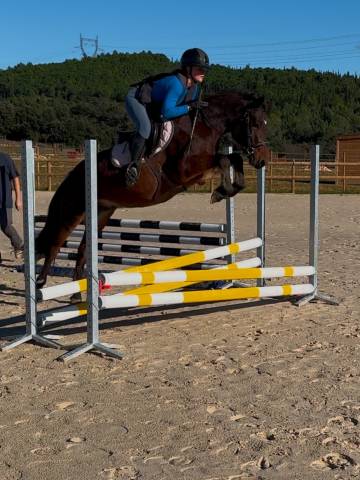 Midnight des Idylles, hongre, connemara de 4 ans, taille D, 143cm