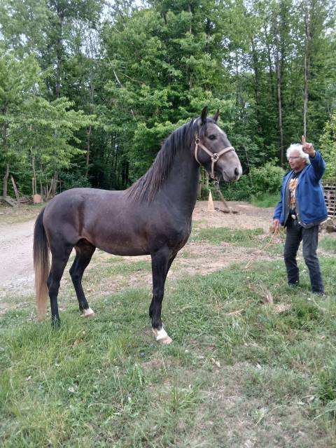 Vends&nbsp;NAJI de Pisterotes, poulain Barbe plein papiers