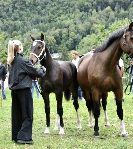Poulain FM &agrave; vendre