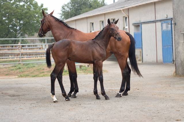 Foal femelle 2026, jument d'avenir