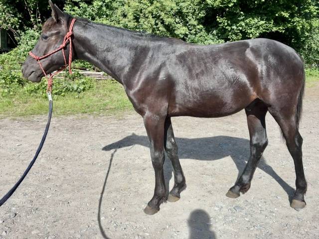 Poulain 2025 - PRE x OLD