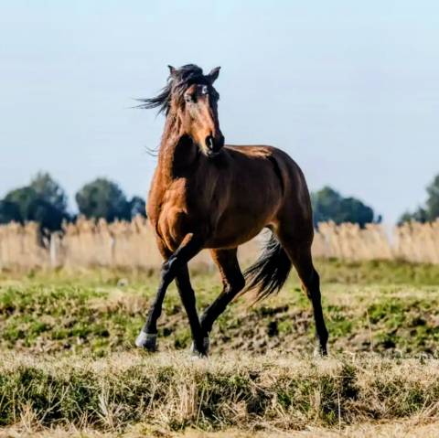 Vend hongre lusitanien de 3 ans 