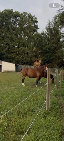 Belle Poulini&egrave;re 11 ans Selle Francais 