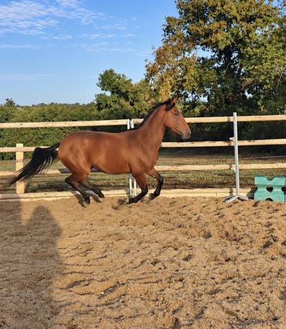 Cheval de loisirs