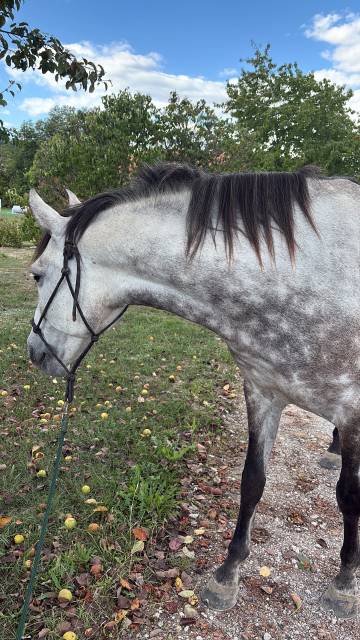 Cheval PRE &agrave; vendre 