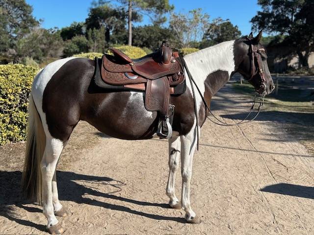 Cheval Azteque