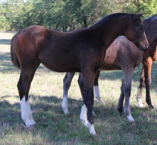 Pouliche SF ulmar mail x fringant de lafage x drakkar 