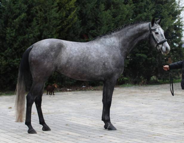 ✨ &Agrave; vendre &ndash; Jument hongroise de 6 ans