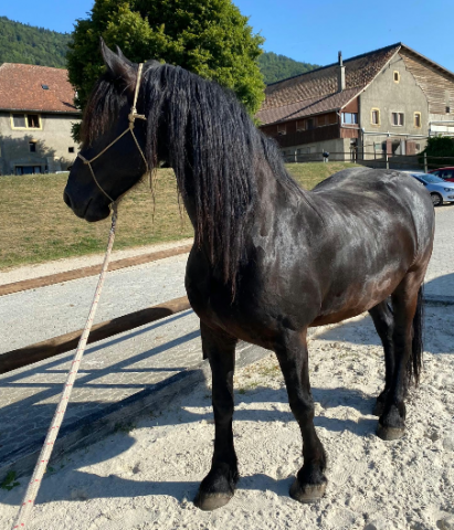 Farou - 2 frisons &agrave; vendre, si possible ensemble