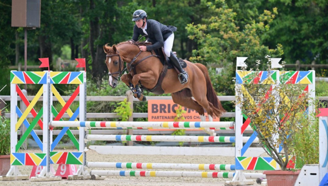 HONGRE DE 6 ANS - EXCELLENT SAUTEUR