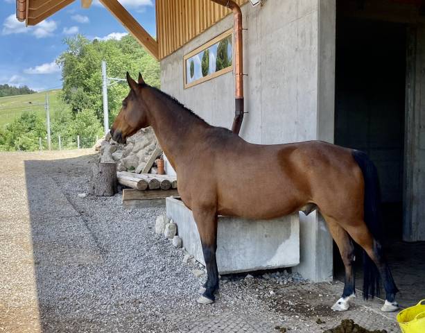 BLUE &ndash; Adorable DS suisse de 22 ans cherche une famille