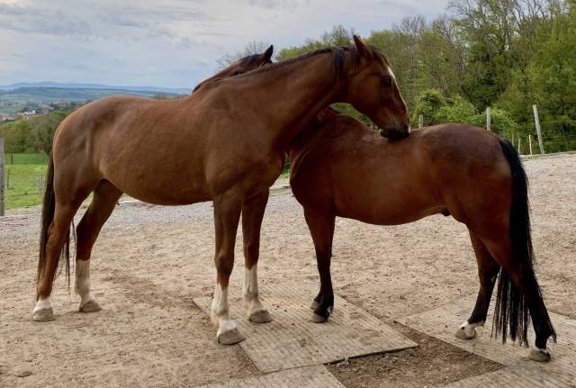 TEKOA &ndash; Grand cheval sensible de 18 ans cherche un foye