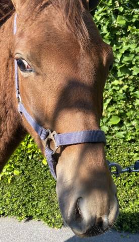 Poney PFS 1an Alezan Brûlé 