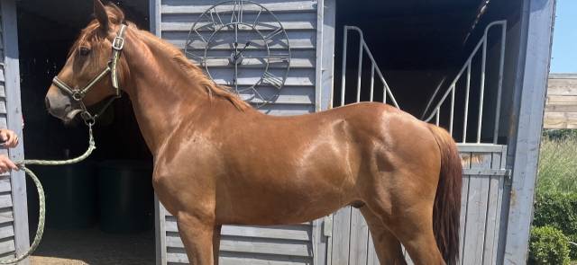 Poney PFS 2ans Alezan Cuivré