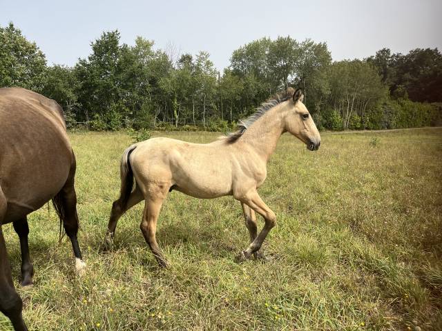 Poulain pur race espagnol PRE PP isabelle, 170cm