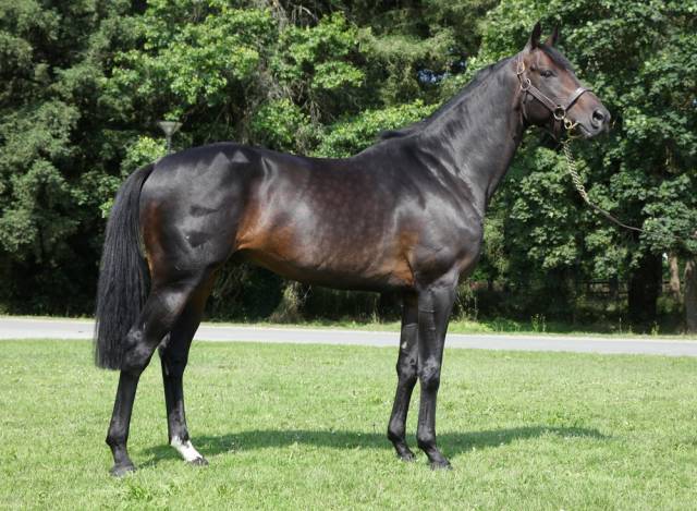 Saillie &Eacute;talon Voiladenuo AQPS