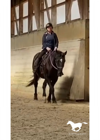Cours d'équitation : Posture - Education - Comportement