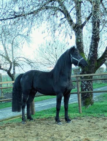 Arabofrison Champion Modele & Allure classe C/D  AFCAF 