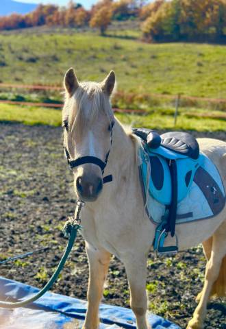 Poney Welsh palomino