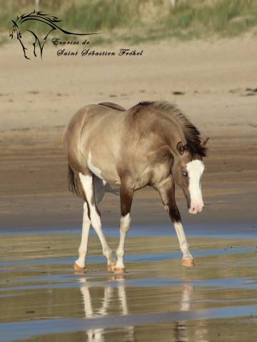 Saillie et IA &eacute;talon paint horse smocky grullo splash