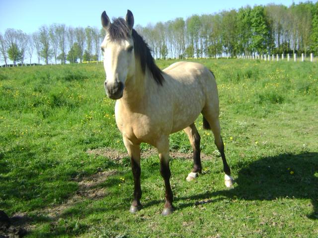 Propose ETALON pour SAILLIR ponette / jument en libert&eacute;
