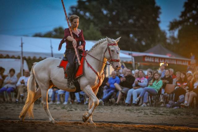 Etalon lusitanien crème 