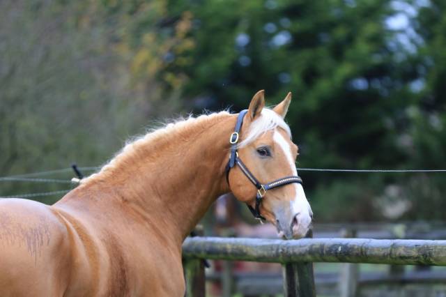 Karat-J &Eacute;talon Palomino Wielkopolski agr&eacute;e AES
