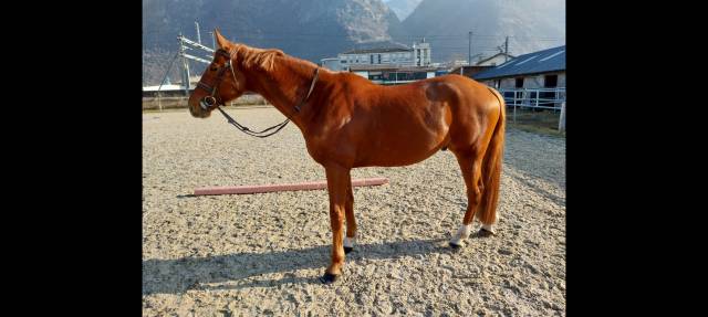 Magnifique hongre 8 ans 