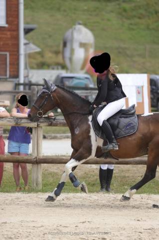 Poney D