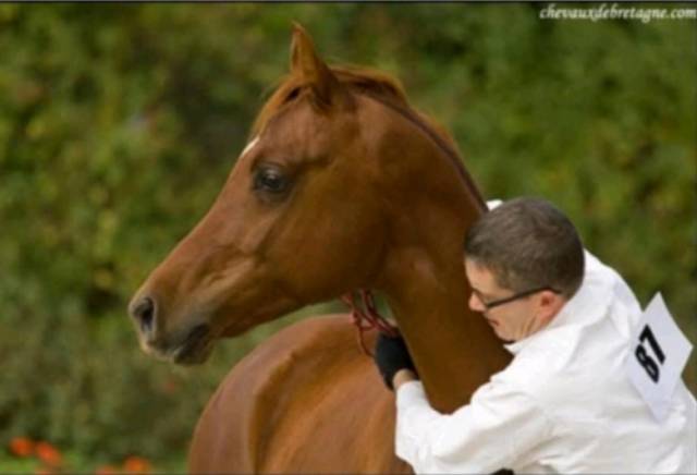 Saillie &Eacute;talon pur sang arabe pur souches espagnoles