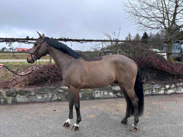 ✨ À vendre – Cheval de sport prometteur ✨