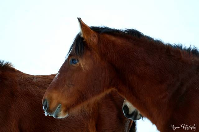 Franches montagne 3ans