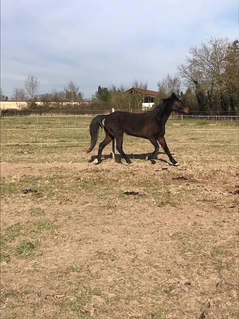 Poulinière trotteuse