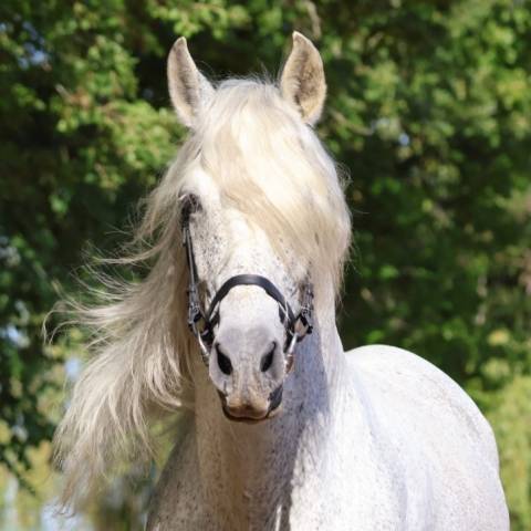 Saillie Etalon 1m70 Espagnole PRE