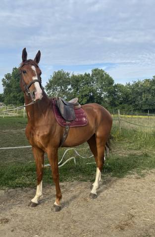 Hongre 4 ans ( Armitages boy* Tinka's boy *Quidam)