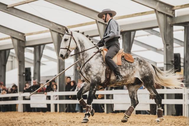 LIMPERADO DU DASTUGUE étalon PSL PP approuvé
