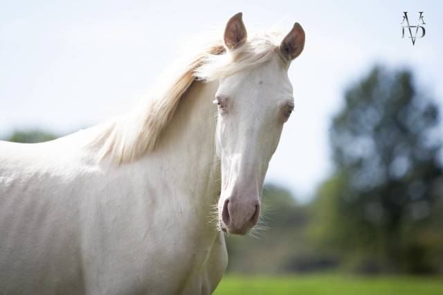 Poulain Pure Race Espagnole Cr&egrave;me/Pearl &agrave; vendre