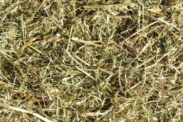 Foin dépoussiéré Ryestar