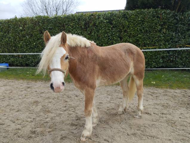 Vente Haflinger passeport suisse 8ans 