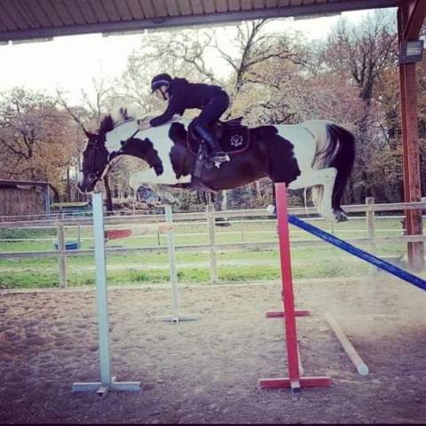 Etalon Selle Francais Sport