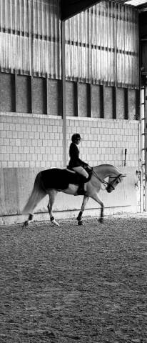 À vendre cheval de loisir et de dressage 