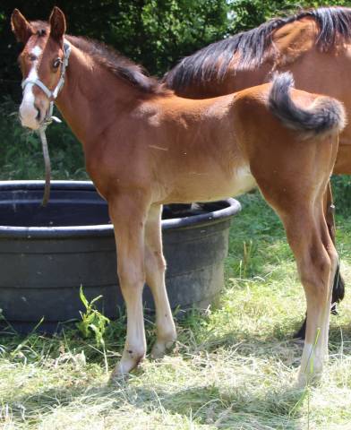 Poulain 2025 Itoki de riverland x cor de hus