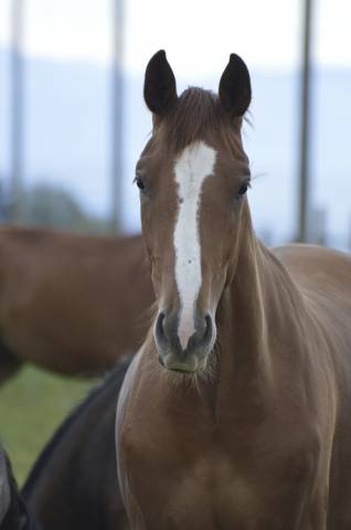 DP jeune cheval de sport