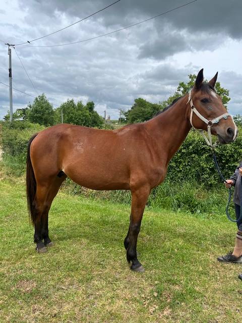 POULINIERE TF SAILLIE PAR ETALON SF
