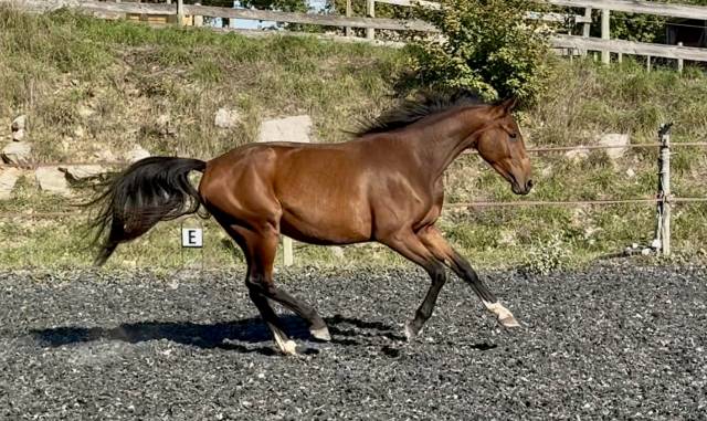 Pouliche 2 ans Z CSO