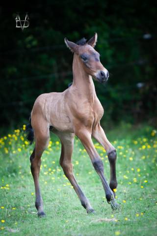 Poulain Pure Race Espagnole bai +Prl