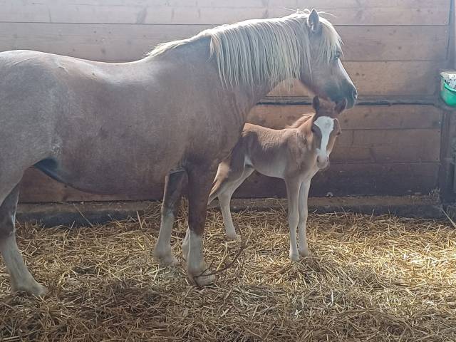 Foal welsh pony